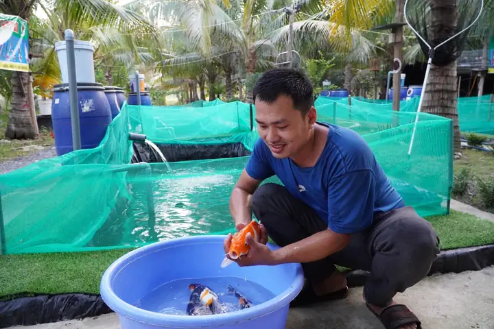 Khởi nghiệp nuôi cá Koi: Hướng dẫn chi tiết cho người mới bắt đầu