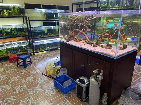 Không gian rộng rãi với nhiều loại cá cảnh độc đáo tại Shop Tân Bán Cá, một trong những cửa hàng bán cá cảnh chất lượng.