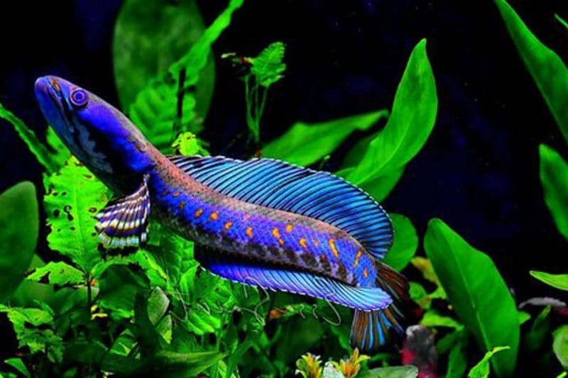 Không gian thủy sinh tại Cá Cảnh Lộc Thủy Sinh Đà Nẵng