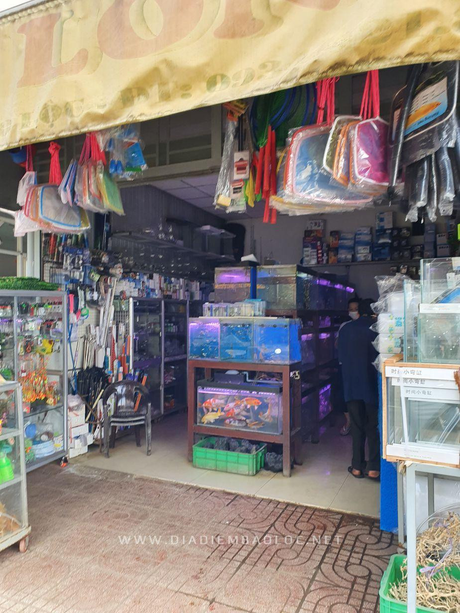 Không gian trưng bày cá cảnh tại cửa hàng cá cảnh Hạ Long, địa chỉ bán cá cảnh gần đây