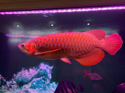 Khu vực trưng bày phụ kiện cho cá cảnh tại Nam Sài Gòn Quận 7