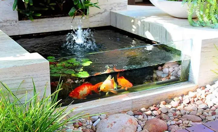 Kích thước bể cá Koi mini: Hướng dẫn chọn và thiết kế