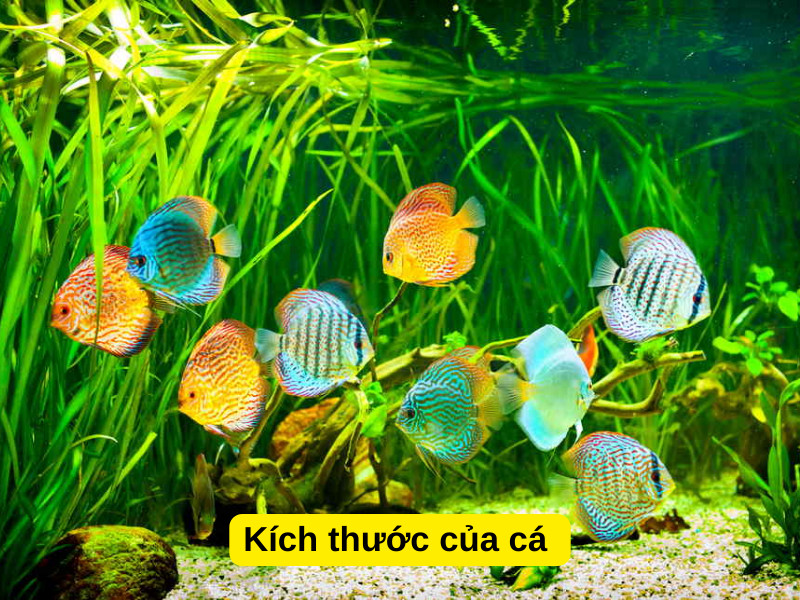Kích thước cơ thể cá cảnh quyết định thời gian nhịn ăn