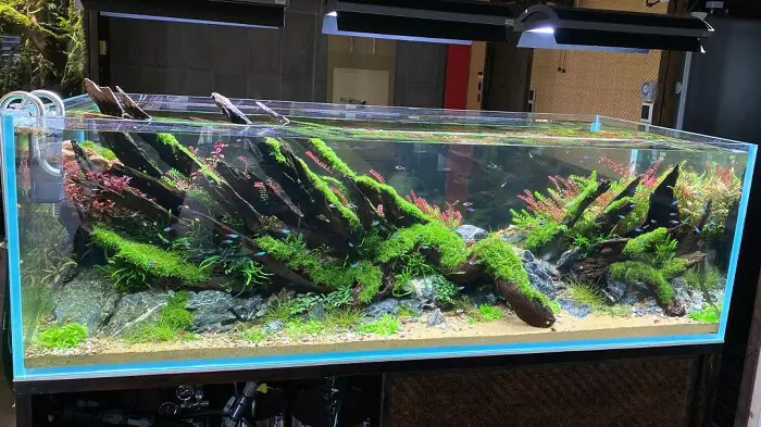 Kích thước hồ cá 120cm