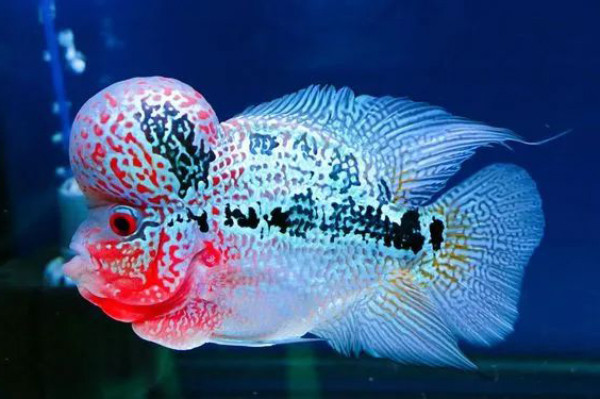 Kiểm tra chất lượng nước trong bể để đảm bảo môi trường sống lý tưởng cho cá La Hán