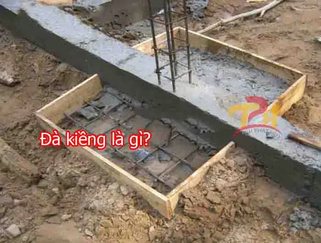 Kiềng Hồ Cá Là Gì? Toàn Tập Về Phụ Kiện Đắc Lực Cho Bể Cá
