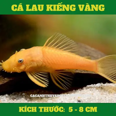 Kiếng Kè Cá La Hán: Hướng Dẫn Kỹ Thuật Đúng Chuẩn Từ A-Z
