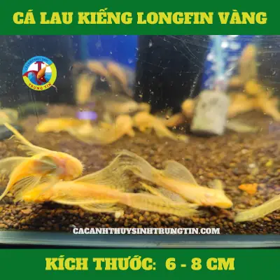 Kiếng Kè Cá La Hán: Hướng Dẫn Kỹ Thuật Đúng Chuẩn Từ A-Z