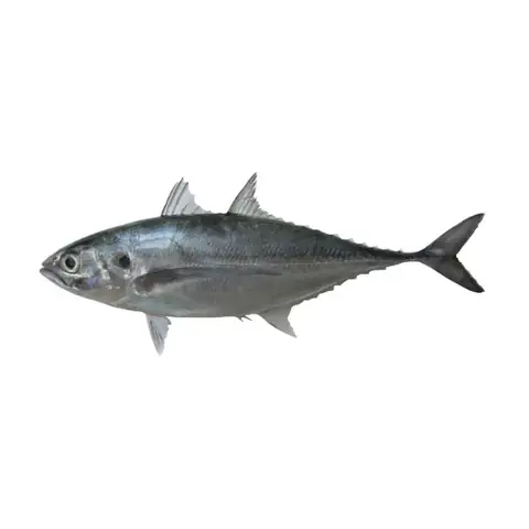 King Mackerel Là Cá Gì? Đặc Điểm, Giá Trị & Cách Nhận Biết