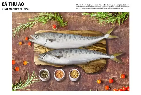 King Mackerel Là Cá Gì? Đặc Điểm, Giá Trị & Cách Nhận Biết