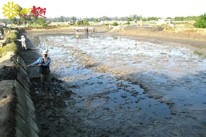 Hướng dẫn chi tiết kinh nghiệm nuôi cá chép nhật thành công