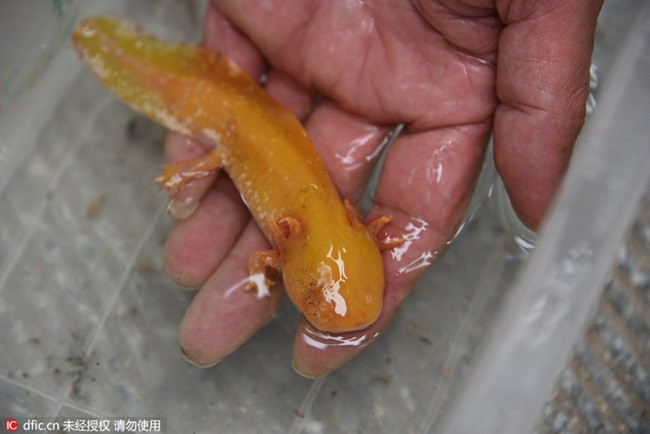 Kỳ giông Axolotl có chân rồng với đôi mang đặc trưng