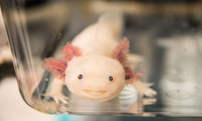 Kỳ giông Axolotl tái tạo chi đã mất