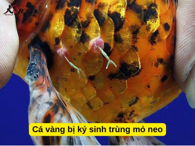 Ký sinh trùng mỏ neo bám trên thân cá vàng gây tổn thương