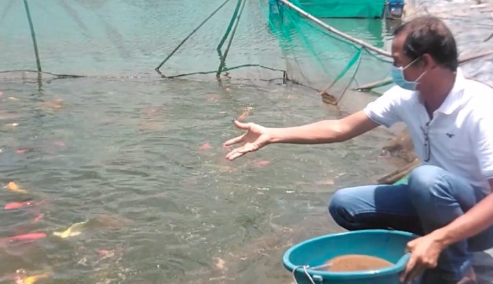 Kỹ sư Hồ Nhuận Đặng Sơn chăm sóc cá cảnh công nghệ cao tại trại ở An Vĩnh Ngãi, TP. Tân An