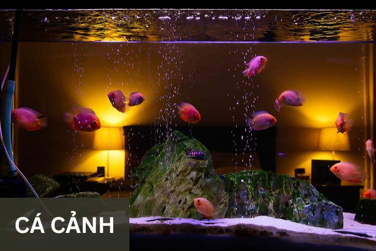 Kỹ thuật cho cá cảnh ăn đúng cách để duy trì sức khỏe và tránh ô nhiễm hồ