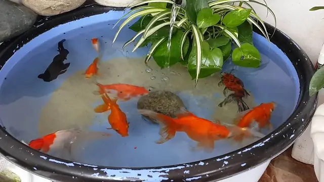 Kỹ Thuật Nuôi Cá Ba Đuôi: Hướng Dẫn Toàn Diện Cho Người Yêu Cá