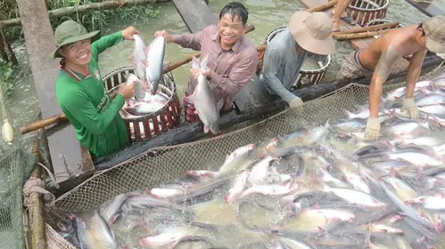Kỹ Thuật Nuôi Cá Basa Trong Ao Hiệu Quả: Toàn Diện & Chuyên Sâu