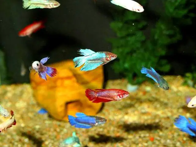 Cá Betta Bột Được 7 – 15 Ngày Tuổi