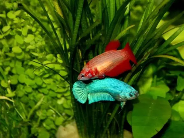 Cá Betta Bột Được 16 – 30 Ngày Tuổi