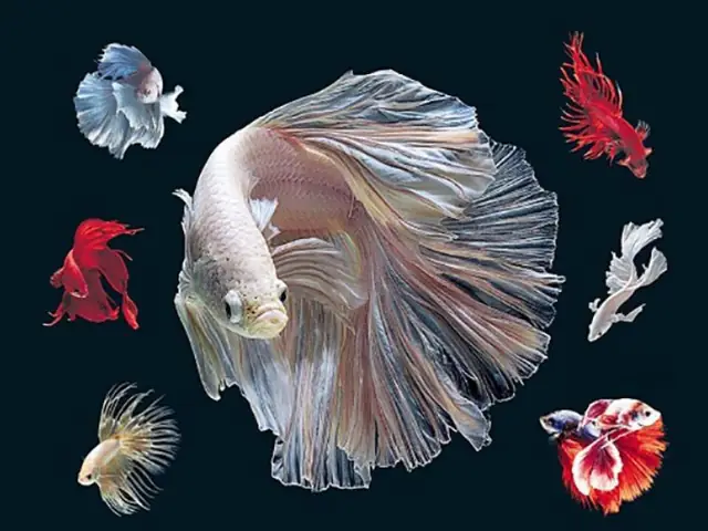 Cách Thay Nước