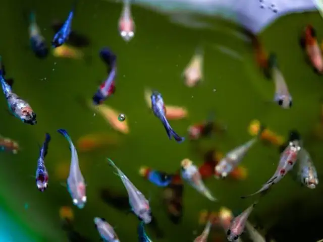 Cá Betta Bột Được 3 – 6 Ngày Tuổi
