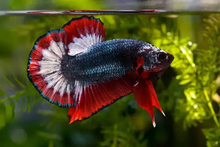 Các bước chính trong kỹ thuật nuôi cá Betta sinh sản