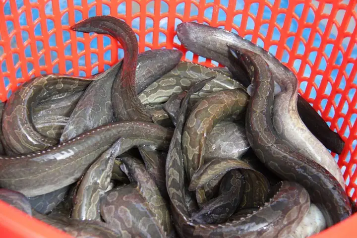 Hướng Dẫn Kỹ Thuật Nuôi Cá Chạch Chấu Đạt Hiệu Quả Cao