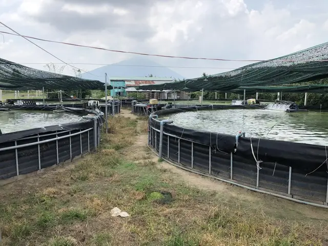 Nuôi Cá Chạch Lấu Trong Be Lót Bạt: Kỹ Thuật Toàn Diện Nuôi Cá Chạch Lấu Trong Be Lót Bạt: Kỹ Thuật Toàn Diện