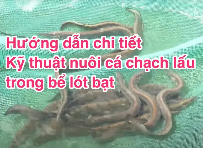 Nuôi Cá Chạch Lấu Trong Be Lót Bạt: Kỹ Thuật Toàn Diện
