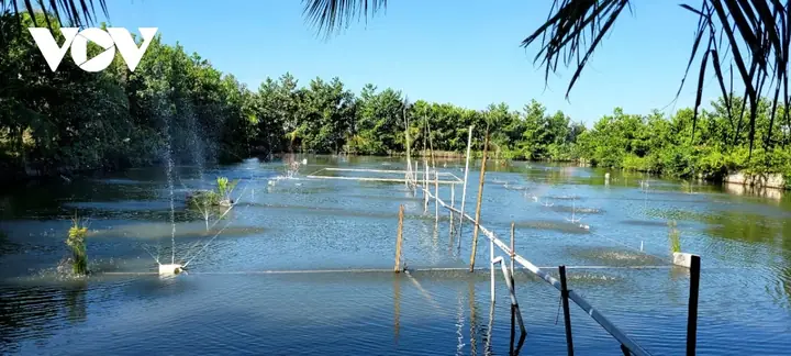 Hướng dẫn chi tiết kỹ thuật nuôi cá hô thành công
