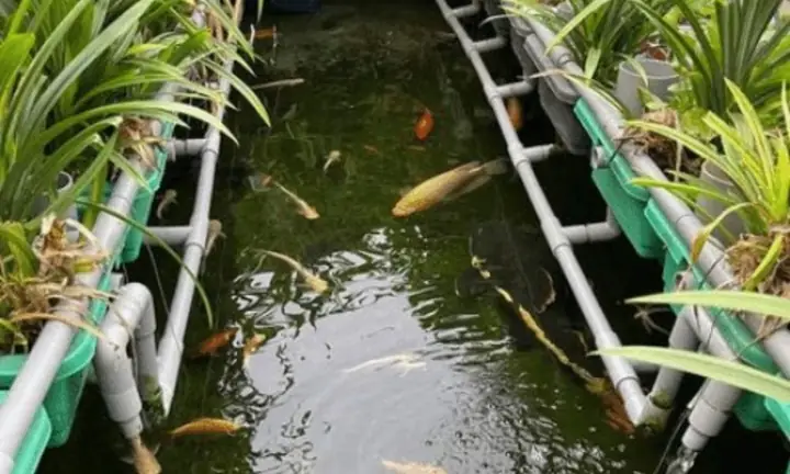 Kỹ thuật nuôi cá kết hợp trồng cây: Hướng dẫn chi tiết