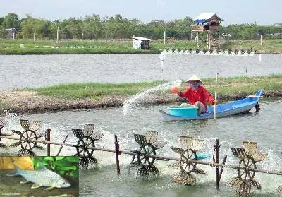Kỹ Thuật Nuôi Cá Mè Vinh Hiệu Quả: Hướng Dẫn Toàn Diện Cho Người Nuôi
