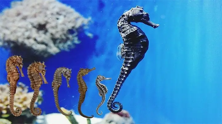 Kỹ Thuật Nuôi Cá Ngựa Cảnh Thành Công Cho Người Mới Bắt Đầu