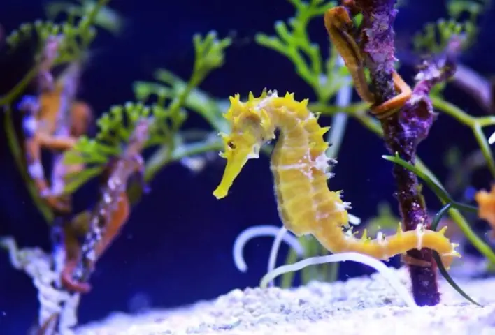 Kỹ Thuật Nuôi Cá Ngựa Cảnh Thành Công Cho Người Mới Bắt Đầu