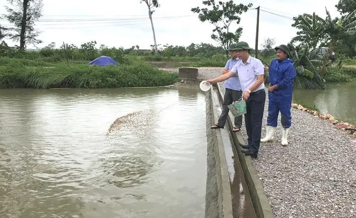 Kỹ Thuật Nuôi Cá Rô Đầu Nhím Thành Công Từ A Đến Z