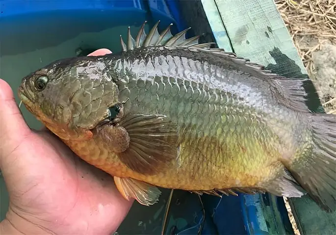 Kỹ Thuật Nuôi Cá Rô Đầu Nhím Thành Công Từ A Đến Z