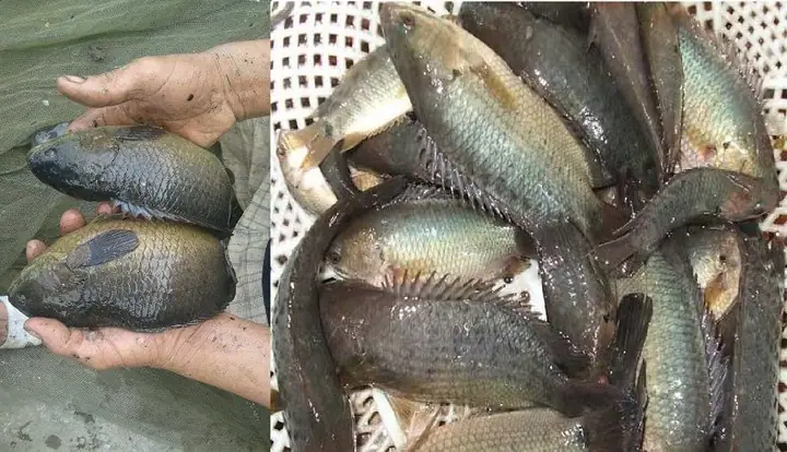 Hướng Dẫn Kỹ Thuật Nuôi Cá Rô Đồng Toàn Diện và Hiệu Quả Nhất