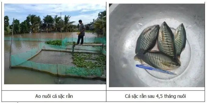 Kỹ thuật nuôi cá sặc rằn thương phẩm: Hướng dẫn từ A đến Z