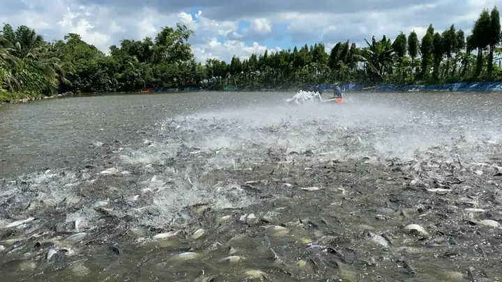 Kỹ Thuật Nuôi Cá Tra Thương Phẩm: Hướng Dẫn Toàn Diện Từ A Đến Z