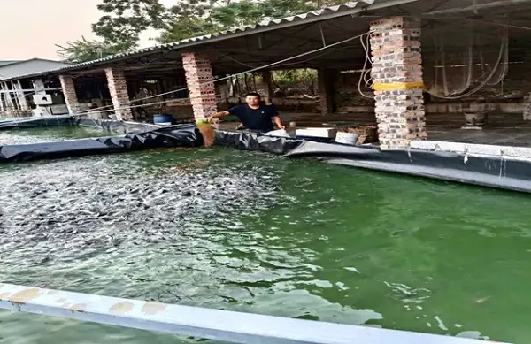 Kỹ thuật nuôi cá trê trong be lót bạt hiệu quả cho người mới