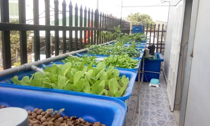 Kỹ Thuật Trồng Rau Nuôi Cá Hiệu Quả: Hướng Dẫn Toàn Diện Cho Người Mới Bắt Đầu