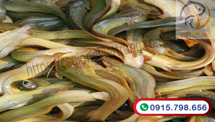Hướng Dẫn Kỹ Thuật Ương Cá Trê Bột Hiệu Quả Từ A-Z