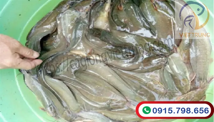 Hướng Dẫn Kỹ Thuật Ương Cá Trê Bột Hiệu Quả Từ A-Z