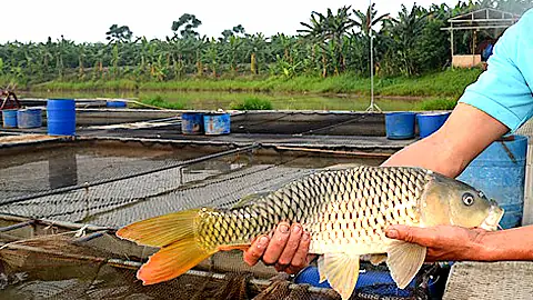Kỹ Thuật Ương Nuôi Cá Giống: Hướng Dẫn Chi Tiết Từ A-Z
