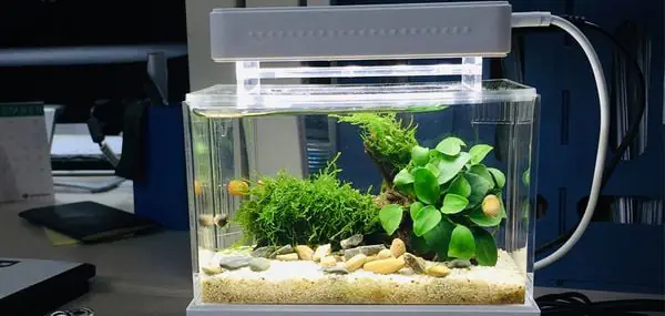 Tự Làm Bể Cá Thủy Sinh: Từ A Đến Z Cho Người Mới Bắt Đầu