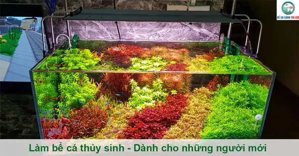 Tự Làm Bể Cá Thủy Sinh: Từ A Đến Z Cho Người Mới Bắt Đầu