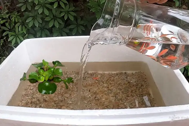 làm hồ cá bằng thùng xốp
