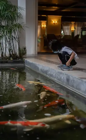 Hướng Dẫn Chi Tiết Cách Làm Hồ Cá Koi Mini Đẹp Tại Nhà