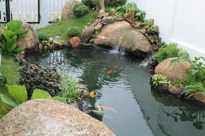 Ý tưởng xây dựng hồ cá Koi mini